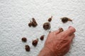 Group of snails on a wall not to make damage in the garden Royalty Free Stock Photo