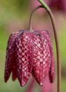 Snake`s head fritillary flower, photographed at Eastcote House Gardens, London Borough of Hillingdon UK, in spring. Royalty Free Stock Photo