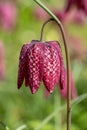 Snake`s head fritillary flower, photographed at Eastcote House Gardens, London Borough of Hillingdon UK, in spring.