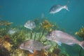 Group of snapper above kelp Royalty Free Stock Photo