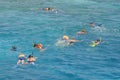 Group snorkeling Royalty Free Stock Photo