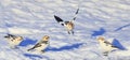 Group of Snow Bunting (Plectrophenax nivalis) in winter Royalty Free Stock Photo