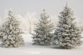 Group of snow covered evergreens with white covered trees in background and snow ground cover in winter