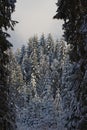 group of snow covered fir trees in winter forest background Royalty Free Stock Photo