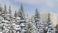 Group of snow covered spruces against the apartment building