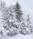 Group of snow covered spruces on background of cloudy sky