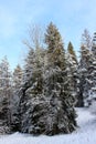 Group of snow covered spruces