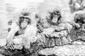 Group of Snow monkeys sitting in a hot spring in Jigokudani Monkey Park in Japan, Nagano Prefecture. Cute Japanese macaque