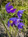 Group of snowdrop flowers, or dream grass, or pulsatilla patens close-up Royalty Free Stock Photo
