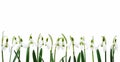 Group of snowdrop flowers growing in row, isolat Royalty Free Stock Photo