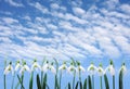 Group of snowdrop flowers growing in row over sky Royalty Free Stock Photo
