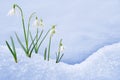 Group of snowdrop flowers growing in snow