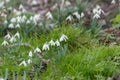 A group of snowdrop flowers growing at the spring forest
