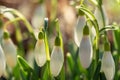 Group of snowdrop flowers in spring sunlight
