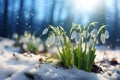 Group of Snowdrops Emerging From Snow. Generative AI Royalty Free Stock Photo