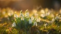 A group of snowdrops growing in the grass Royalty Free Stock Photo