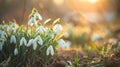 A group of snowdrops growing in the grass Royalty Free Stock Photo