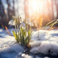 A group of snowdrops growing out of the snow Royalty Free Stock Photo