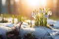 A group of snowdrops are growing out of the snow Royalty Free Stock Photo