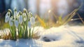 A group of snowdrops are growing out of the snow Royalty Free Stock Photo