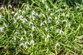 A group of Snowdrops growing in a wood in Northamptonshire, UK Royalty Free Stock Photo