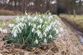 Group snowdrops near ditch in rural landscape Royalty Free Stock Photo