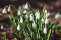Group of snowdrops in spring forest, Galanthus nivalis flowering in the wild Royalty Free Stock Photo