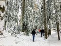 A group of snowshoers hiking through a beautiful, majestic old growth cedar forest