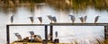 A group of snowy egrets roosting on wooden ledges is the marshes of south San Francisco bay area, California