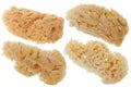 Group of soft natural Sea Sponge in beige color isolated on whit