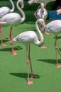 soft pink color africans bird flamingos standing on green grass