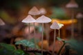 Group of some small white brightly lit mushrooms on high stems Royalty Free Stock Photo