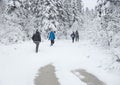 Group of some young people hiking in winter forest snowy taiga hills beautiful nature of Russia. Taiga forest in winter