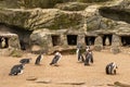 A group of South African penguins resting near a rock with their nests Royalty Free Stock Photo