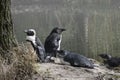 South African Pinguins at the lake