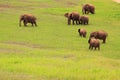 Group of south african wild elephants Royalty Free Stock Photo