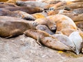 Group of southern elephant seals, Mirounga leonina, at Hannah Po Royalty Free Stock Photo