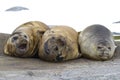 Group of southern elephant seals resting on a rock