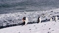 Gentoo penguins enjoying the cold water of Half Moon Bay in Antarctica. Royalty Free Stock Photo