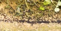 Group of Southern toad tadpoles Anaxyrus terrestris Royalty Free Stock Photo