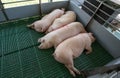 Domestic pigs sleeping on plastic floor in pigpen