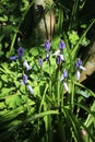 Group of spanish bluebells, endymion hispanicus Royalty Free Stock Photo