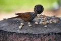 Group of sparrows also called pardal or chilero, eating breadcrumbs on a stone bowl Royalty Free Stock Photo