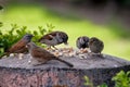 Group of sparrows also called pardal or chilero, eating breadcrumbs on a stone bowl Royalty Free Stock Photo