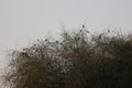 A group of sparrows birds sitting on desert tree