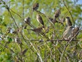 Group of Sparrows on Branches