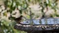 Group of sparrows drinking water from an old small pool in apark