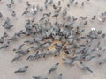 Group of sparrows eating bhujia food