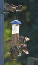 Group of sparrows eating from garden feeder