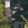 Group of sparrows eating from garden feeder